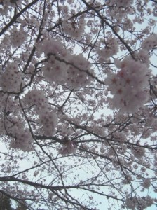 sakura1