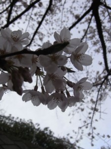 sakura2