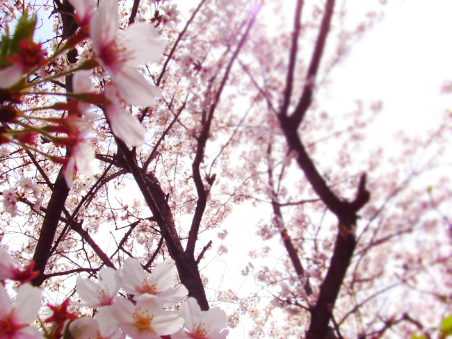 sakura1