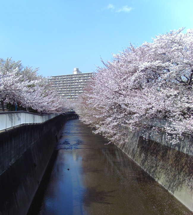 sakura2