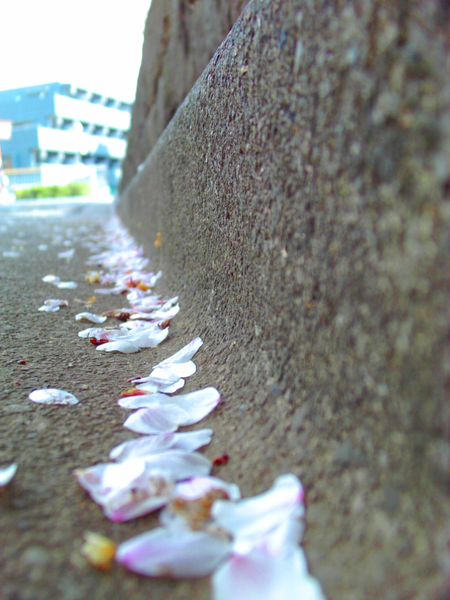 sakura3
